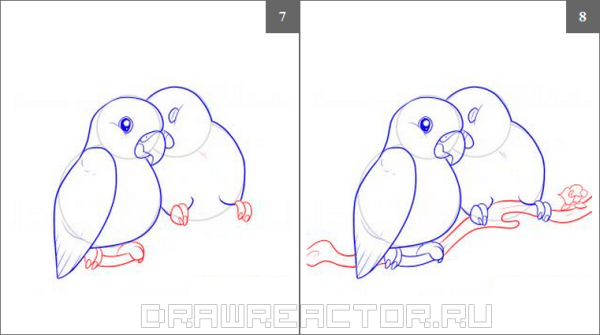 Волнистый попугай карандашом
