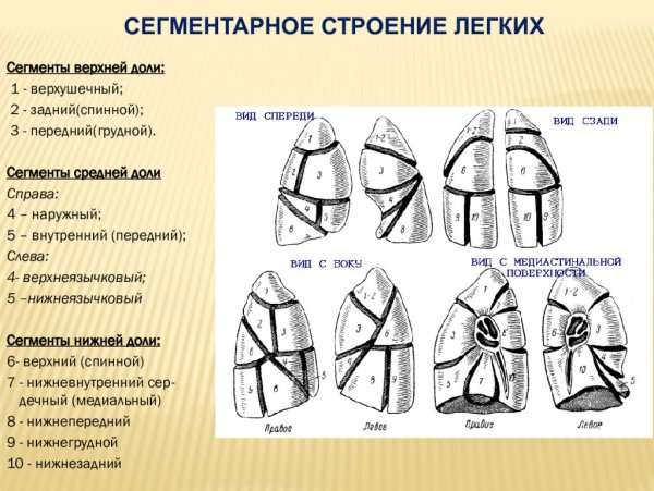 Долевое и сегментарное строение легких