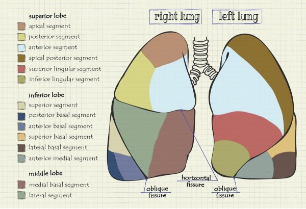 Сегменты легких