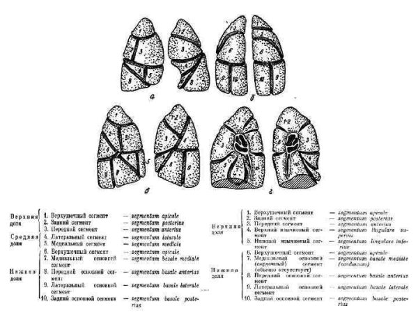 S6 s8 s9 левого легкого