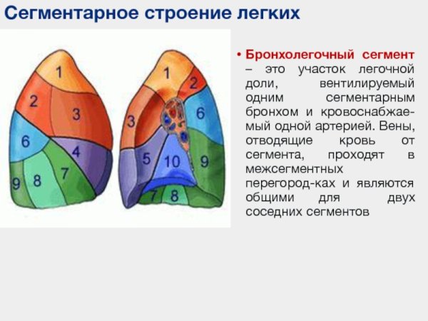 Сегментарное строение легких рентген