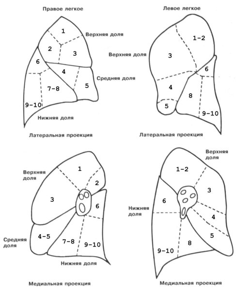 Топографическая анатомия легких доли сегменты