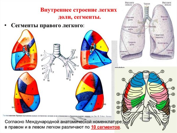 Сегментарное строение легких схема