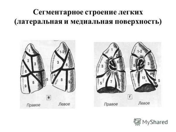 Сегменты легкого топографическая анатомия