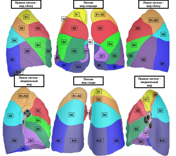 Гсегментарное строение легкихлегких