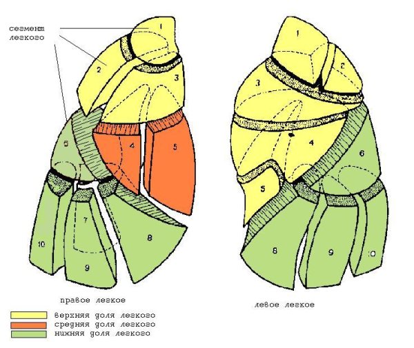Сегмент s3 левого легкого