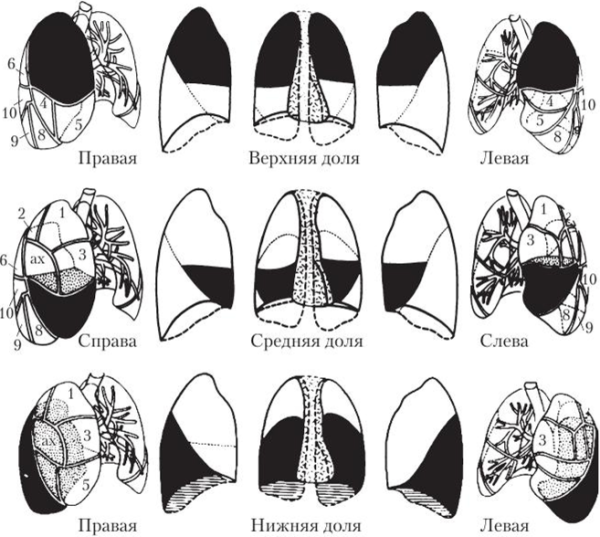Сегменты левого легкого в боковой проекции