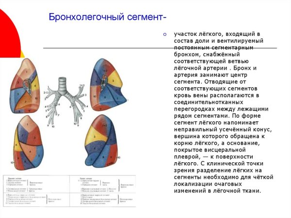 Сегмент s6 правого легкого