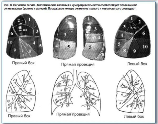 Названия и расположение сегментов в легких