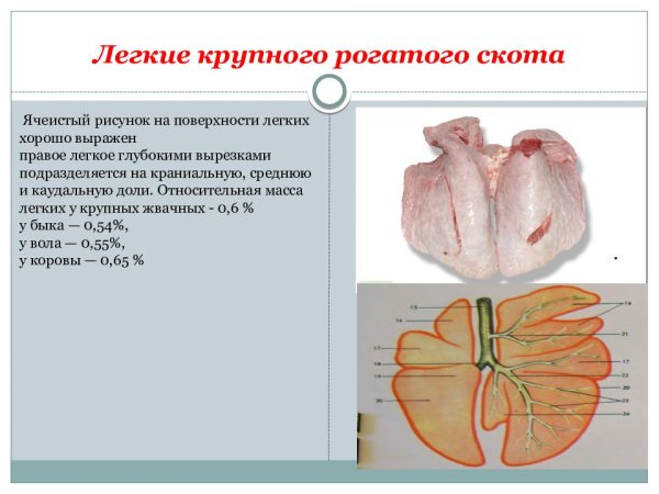 Легкие крупного рогатого скота