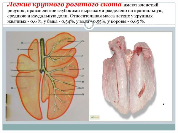 Легкие КРС анатомия