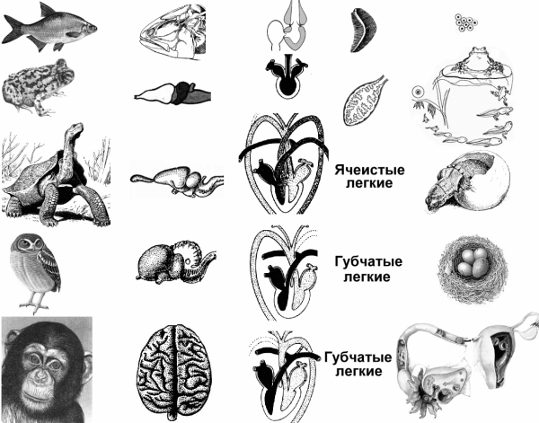 Ароморфозы в эволюции позвоночных животных