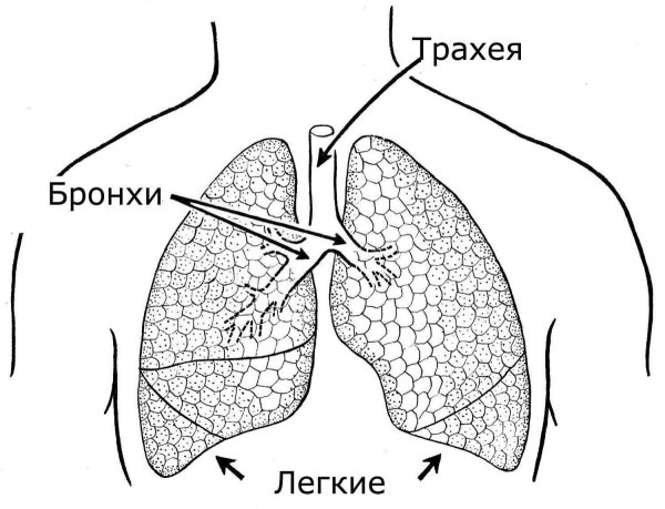 Строение легких рисунок