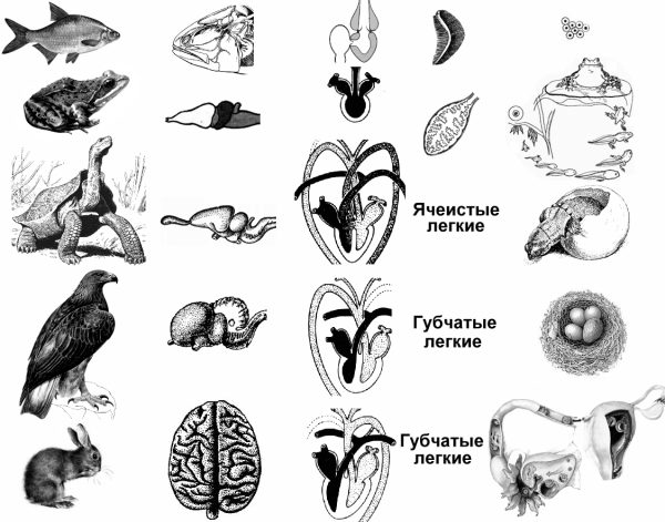 Ароморфозы эволюции птиц