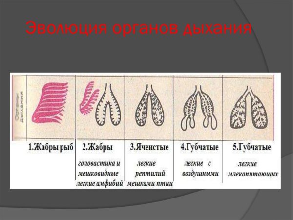 Эволюция органов дыхания у позвоночных животных
