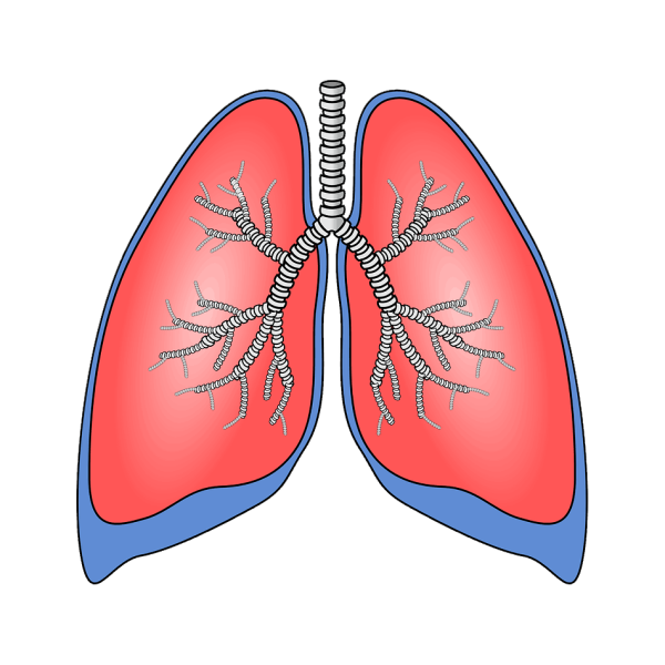 Лёгкие человека черно белые