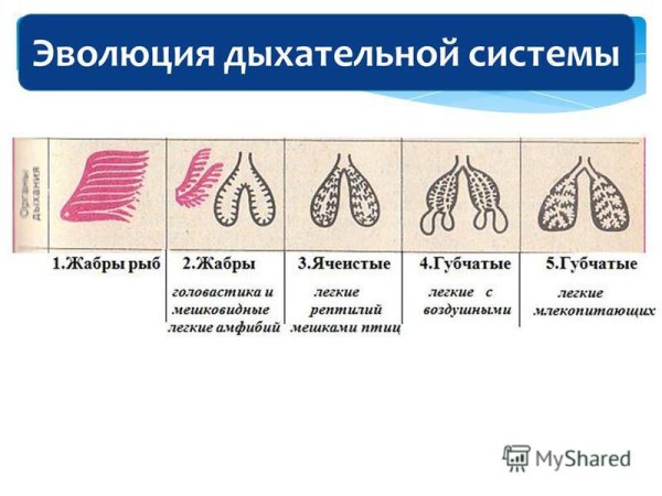 Изменение легочного рисунка