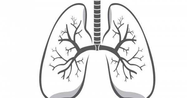 Дыхательная система анатомия органов дыхания строение