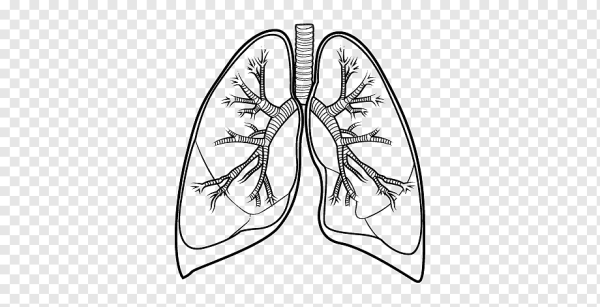 Легкие человека для детей