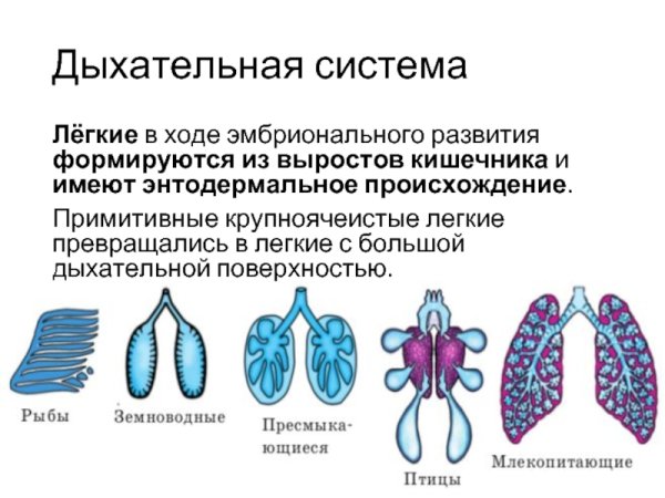 Схематичное изображение легких