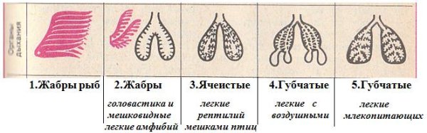 Дыхательная система млекопитающих схема легких