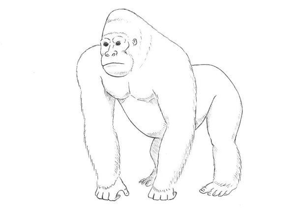 Горилла трафарет для рисования