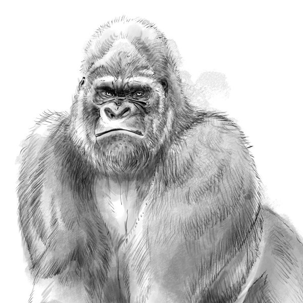 Горилла эскиз