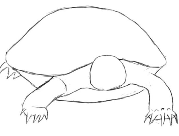 Рисуем черепаху поэтапно