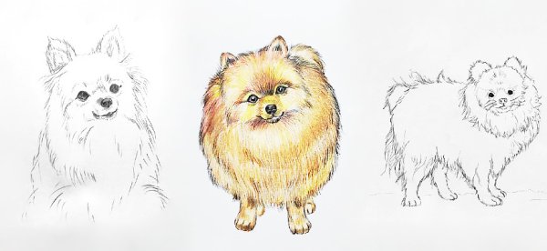 Шпиц рисунок поэтапно