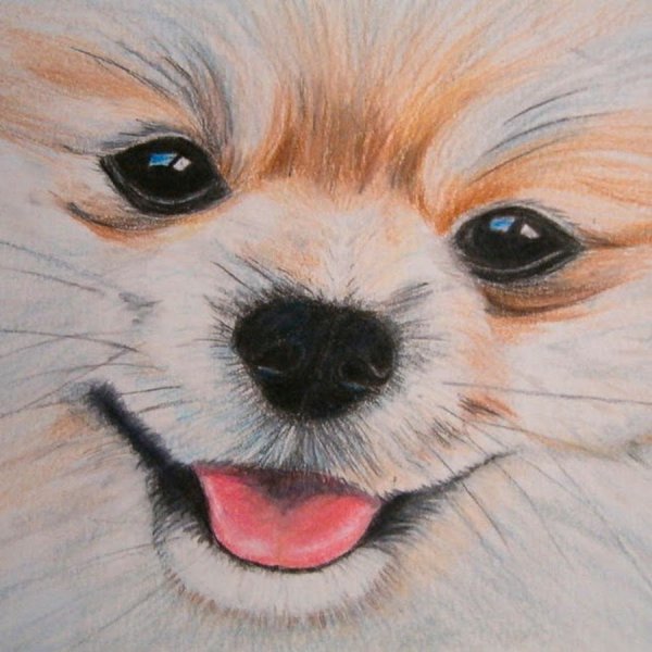 Померанский шпиц рисунок