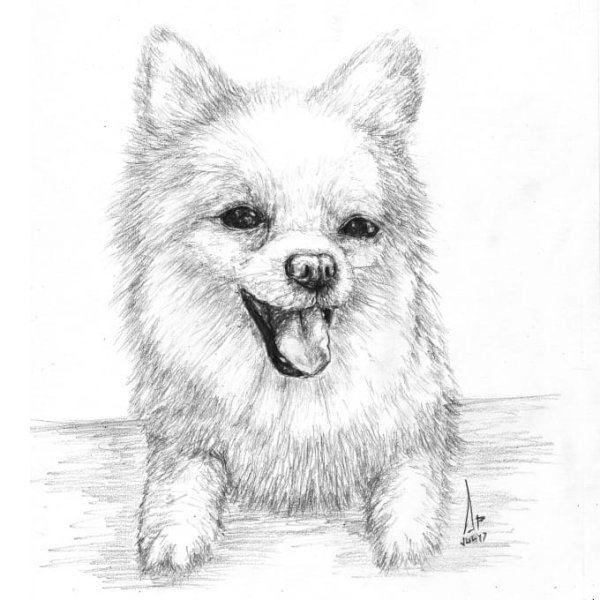 Шпиц померанский набросок
