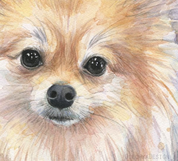 Померанский шпиц портрет