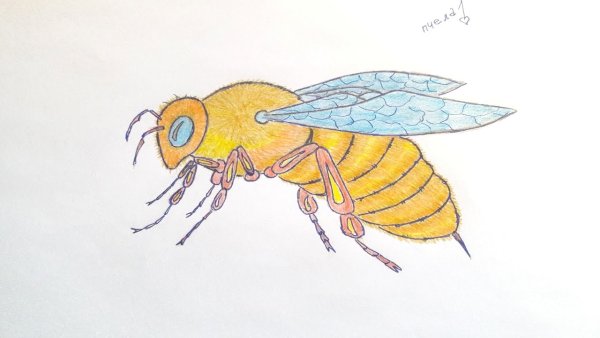 Пчела для срисовки