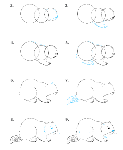 Рисунок бобра карандашом
