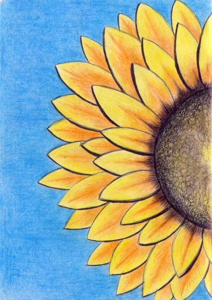 Подсолнухи рисунки для срисовки