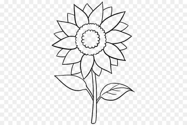 Подсолнух рисунок карандашом