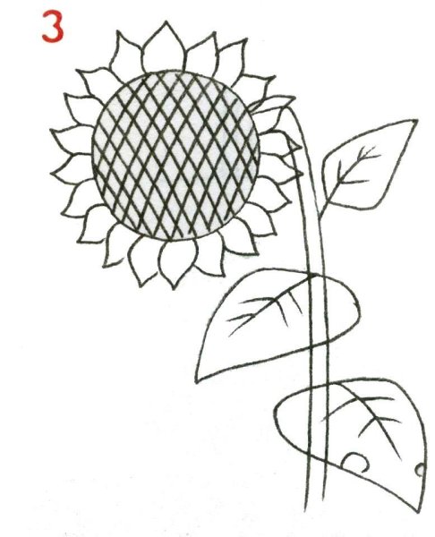 Подсолнух карандашом