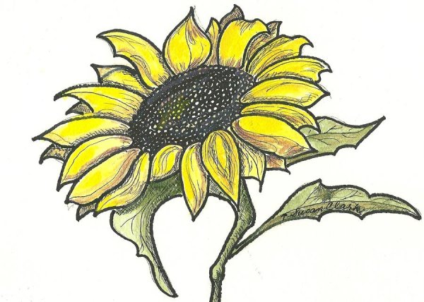 Подсолнечник карандашом