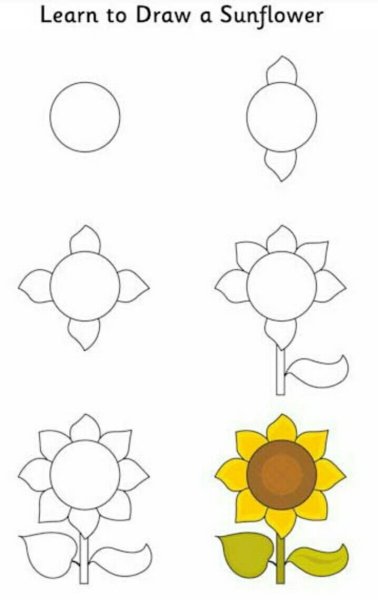 Поэтапное рисование подсолнуха