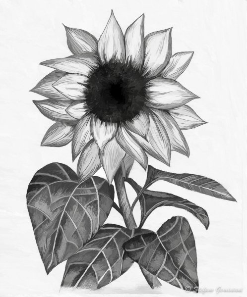 Подсолнечник карандашом