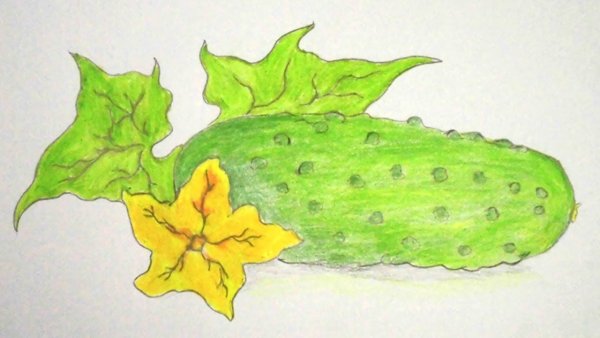 Огурец для рисования