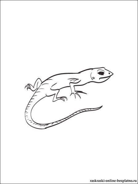 Ящерица для срисовки карандашом