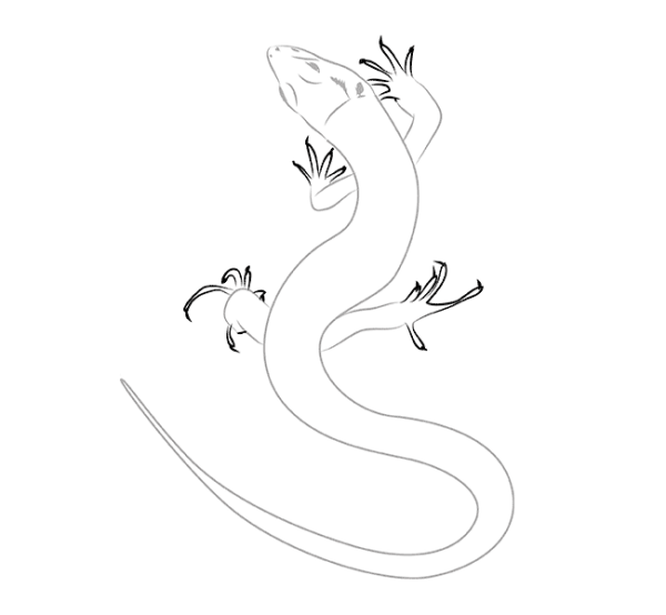 Ящерица без хвоста раскраска