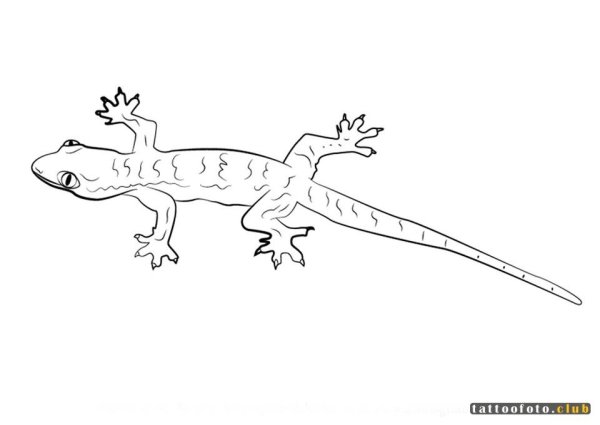 Поэтапное рисование ящерицы