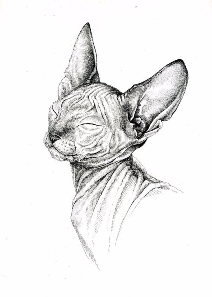 Сфинкс рисунок