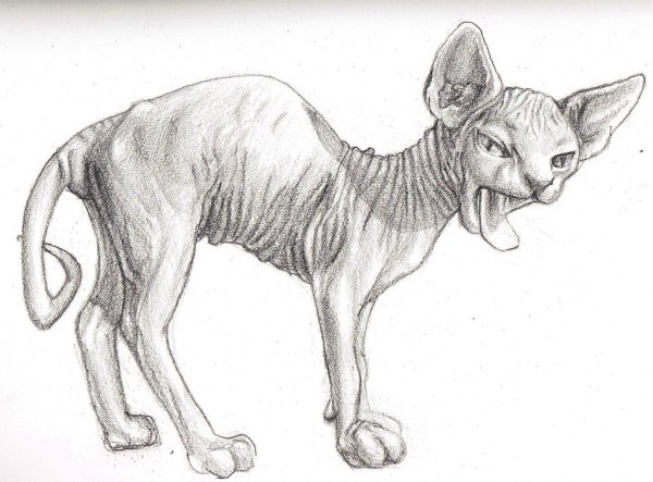 Кот сфинкс рисунок карандашом