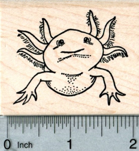 Аксолотль Art