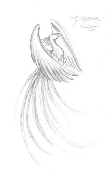 Птица Феникс рисунок