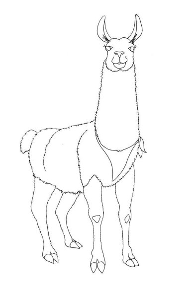 Лама альпака арт