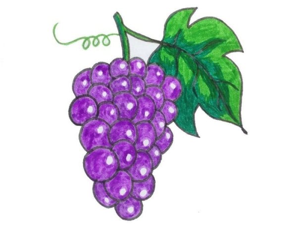 Виноград рисунок